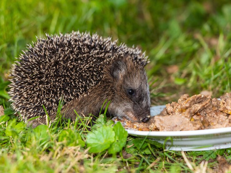 Igel überwintern So hilfst du mit Futter, Wasser & Unterschlupf
